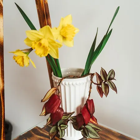 Casa Rosu Ξενοδοχείο *