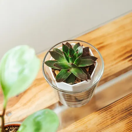 Casa Rosu فندق *